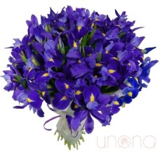 Passionate Irises